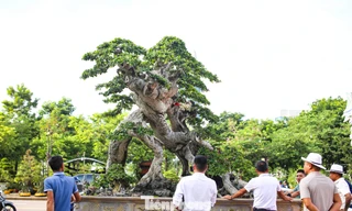 Chiêm ngưỡng ‘cụ duối khủng’ tụ hội về Quy Nhơn