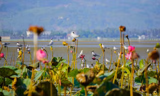 Bức tranh mới cho đầm Trà Ổ sau quy hoạch