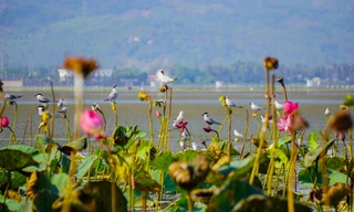 Bức tranh mới cho đầm Trà Ổ sau quy hoạch