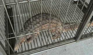 Nam thanh niên mua tê tê quý hiếm đang bị rao bán, rồi nộp cho công an