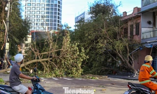Quy Nhơn ngổn ngang cột điện gãy đổ, cổ thụ bật gốc sau bão