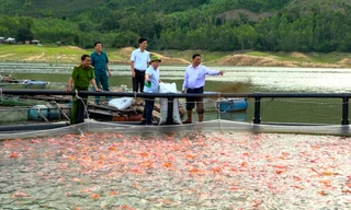 Gắn bó ‘sông nước’, nông dân miền núi ở Gia Lai vươn lên thoát nghèo