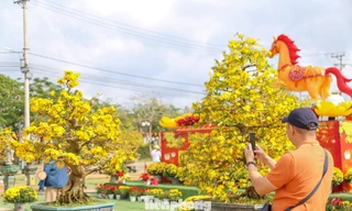 Hương sắc mùa xuân ở Gia Lai