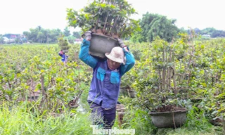 Nông dân trồng mai Tết tất tả 'chạy bão' 