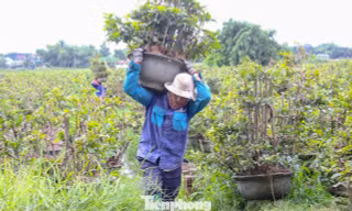 Nông dân trồng mai Tết tất tả 'chạy bão' 