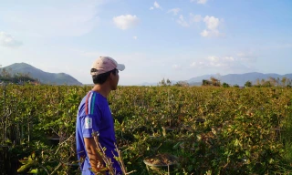 Thủ phủ mai vàng miền Trung lo vụ Tết