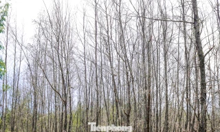 'Lá chắn xanh' bên tuyến đường biển ở Gia Lai đang chết khô