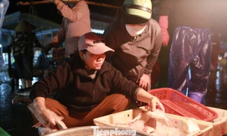 Hối hả cảng cá sớm tinh mơ 