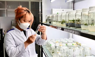 ĐH Duy Tân đào tạo ngành Công nghệ Sinh học và Dược sĩ Đại học tích hợp các đồ án nghiên cứu