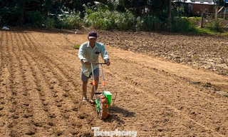 Cát phủ trắng ruộng đồng, nông dân Đà Nẵng chạy đua thời gian để kịp vụ Tết