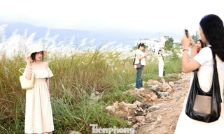 Check-in cánh đồng lau trắng muốt đẹp mê hồn ở Đà Nẵng