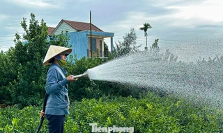 Nông dân Hội An tất bật chăm quất cảnh trước nỗi lo dịch bệnh, thời tiết