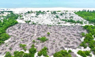 Chuyển hồ sơ sang cơ quan điều tra vụ chặt hạ rừng phòng hộ ven biển tại Huế