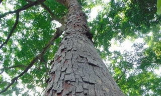 Huế ưu tiên trồng cây gỗ quý lim xanh trên 70 ha rừng thay thế