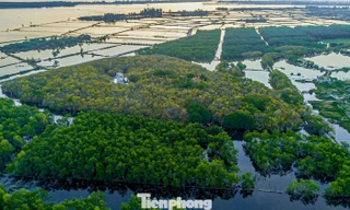 Huế chi 73 tỷ đồng mở rộng rừng ngập mặn tập trung lớn nhất miền Trung