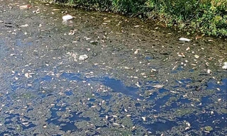Kênh nước bên khu công nghiệp phủ trắng xác cá, bốc mùi nồng nặc