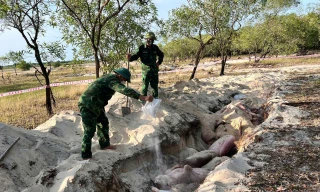 Huế tiêu hủy hơn 31 tấn lợn mắc bệnh, khống chế kịp thời dịch tả lợn châu Phi