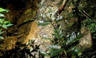 Phát hiện loài mới tại khu dự trữ thiên nhiên ở Huế