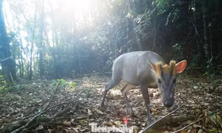 Bất ngờ từ bẫy ảnh trong khu vườn Di sản ASEAN tại miền Trung