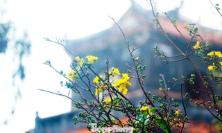 Hoàng mai hoa khoe sắc ở kinh đô Huế