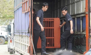 Cứu hộ cá thể gấu nặng 120kg từ một doanh nghiệp