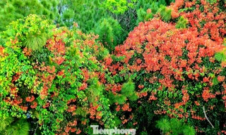 Rực rỡ hoa phượng giữa ngàn thông 