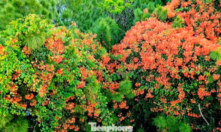 Rực rỡ hoa phượng giữa ngàn thông 