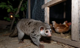 Giao nộp động vật hoang dã có tên ‘dị’