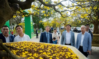 Gần 500 tuyệt tác Hoàng mai Huế khoe sắc bên dòng sông Hương