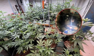 Phát hiện 'vườn' cần sa ngay trong lòng thành phố Đà Nẵng