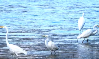 Cò trắng phủ kín một khúc sông Hàn, vẽ bức tranh yên bình giữa lòng Đà Nẵng