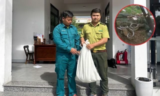 Trăn 'khủng' bất ngờ xuất hiện trong khu dân cư ở Đà Nẵng