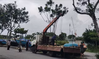 Trước giờ bão số 12 áp sát, ngư dân Đà Nẵng tất bật đưa tàu thuyền lên bờ trú tránh