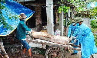 Dịch tả lợn lan 52 xã phường, Đà Nẵng xin kinh phí tiêm phòng cho lợn thịt