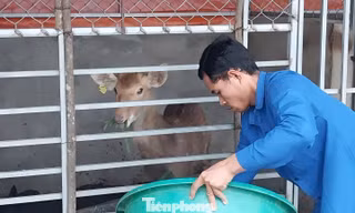 Chăn nuôi mở lối thoát nghèo cho người trẻ