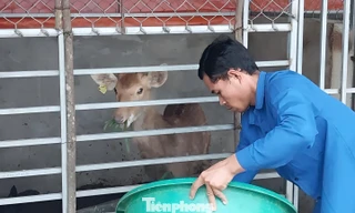 Chăn nuôi mở lối thoát nghèo cho người trẻ