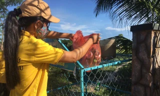 Từ lon nhựa tới heo giống: Mô hình 'vàng hóa rác thải' ở Thăng An