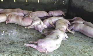 39 xã phường ở Đà Nẵng có dịch tả lợn Châu Phi, có xã tiêu hủy cả ngàn con 