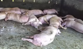 39 xã phường ở Đà Nẵng có dịch tả lợn Châu Phi, có xã tiêu hủy cả ngàn con 