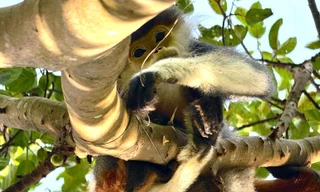 Loài nguy cấp trong Sách đỏ bị dính bẫy lòi xương trên bán đảo Sơn Trà