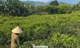 Từ ly nước 'lạ' đến vườn chè dây thoát nghèo