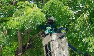 Đà Nẵng cắt tỉa hàng loạt cây xanh phòng chống bão