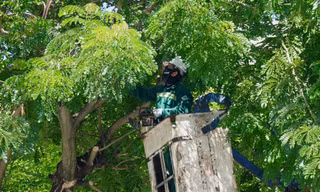 Đà Nẵng cắt tỉa hàng loạt cây xanh phòng chống bão