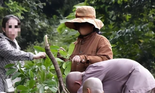 Dẫn du khách lên bán đảo Sơn Trà hái thức ăn của khỉ, người đàn ông lĩnh phạt 
