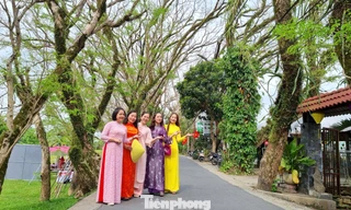 Du khách đổ về ngôi làng có hàng sưa cổ