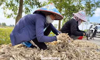 Kiệu Tết 'cháy hàng' ngay tại ruộng