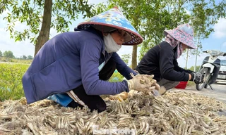 Kiệu Tết 'cháy hàng' ngay tại ruộng