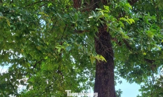 Cây thị trăm tuổi tại đình làng cổ Đà Nẵng gây thương nhớ 