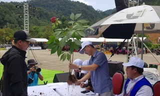 Độc đáo hội thi sâm Ngọc Linh ở miền núi Đà Nẵng