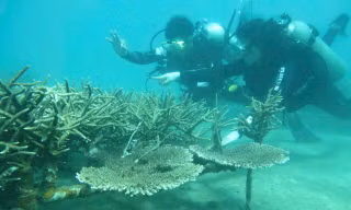 Cận cảnh lặn sâu dưới đáy biển phục hồi san hô 